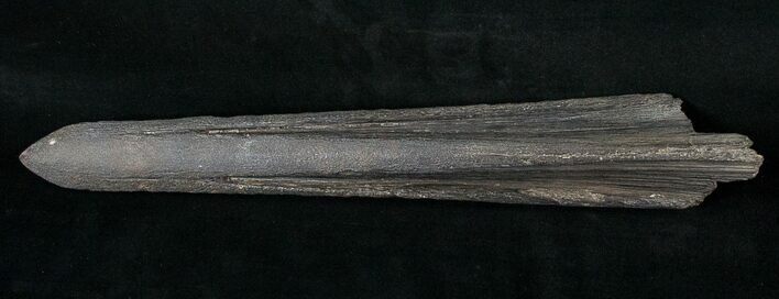 Fossil Marlin (Swordfish) Rostrum - Miocene #16893